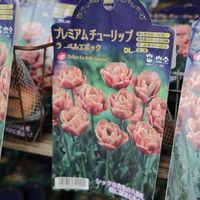 チューリップ,グリーンプラザ山長の画像