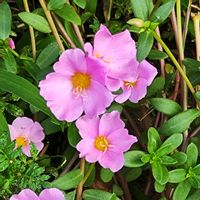 ポーチュラカ,花言葉,残暑,歩道の画像