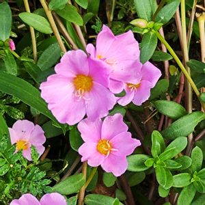 ポーチュラカ,花言葉,残暑,歩道の画像