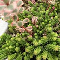 セダム,多肉,寄せ植え,多肉植物,ガーデニングの画像
