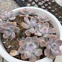多肉植物,葉挿し,エケベリア属,グラプトベリア属,バルビナエア属の画像