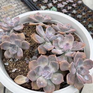 多肉植物,葉挿し,エケベリア属,グラプトベリア属,バルビナエア属の画像