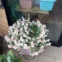 ハツユキカズラの画像