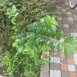 エノキの画像