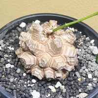亀甲竜,亀甲竜,塊根植物,コーデックス,ディオスコレア属の画像