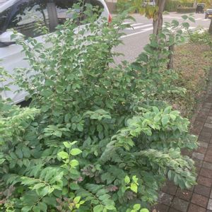 エノキの画像