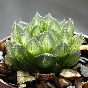 ハオルチア,多肉植物,ハオルチア属,多肉植物のある暮らし,窓辺の画像