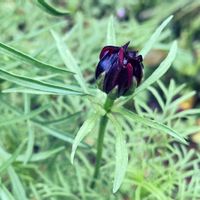 花壇,今日のお花,庭の画像