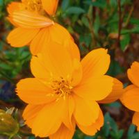 バーベナ,キバナコスモス,プランター,我が家,今日のお花の画像