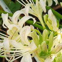 アスター,ツルバキア,白花彼岸花,ありがとう❤️,GSに感謝。の画像
