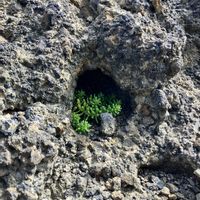 セダム,佐渡島,セダムのある暮らし,佐渡ヶ島の画像