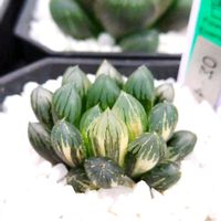 ハオルチア,ハオルチア オブツーサ,オブツーサ錦,多肉植物,ハオルチア属の画像