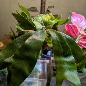 ビカクシダ ネザーランド,観葉植物,熱帯植物,植物のある暮らし, コウモリラン の画像