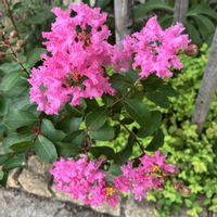 お花,花木,おうち園芸,庭の画像