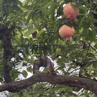 ザクロ,ネコ好き,花のある暮らし,猫好き,ネコ大好きの画像