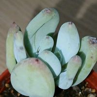 桃美人,桃美人,多肉植物,その他部屋の画像