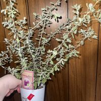 レウコフィルム,レウコフィラム,庭木,お買い物,花木の画像