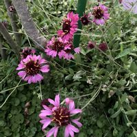 宿根草,ガイラルディア グレープセンセーション,お花,おうち園芸,庭の画像