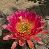 サボテン,花サボテン,多肉植物,サボテンの花,花のある暮らしの画像