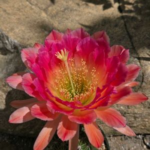 サボテン,花サボテン,多肉植物,サボテンの花,花のある暮らしの画像