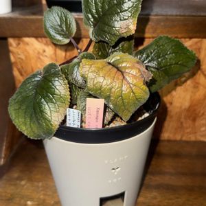 Sinningia eumorpha ’saltao‘,シンニンギア　エモルーサ　'サルタオ‘,観葉植物,植え替え,塊根植物の画像