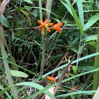 キャベツ,ヒメヒオウギスイセン,もみがら,ミニ白菜　娃々菜,ポロタン　栗の画像