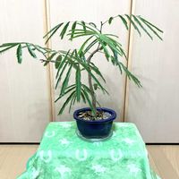 エバーフレッシュ,観葉植物,心の安らぎ,観葉盆栽,Room  Plant♪の画像