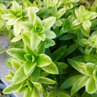 火祭り,多肉植物,地植え,クラッスラ属,ガーデニングの画像