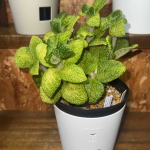 シンニンギア・ ブラータ,観葉植物,植え替え,塊根植物,コーデックスの画像