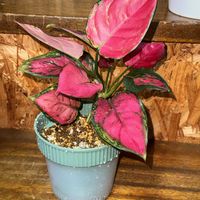 アグラオネマ,観葉植物,植え替え,アグラオネマ属,サトイモ 科の画像