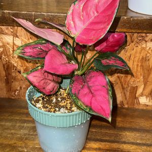 アグラオネマ,観葉植物,植え替え,アグラオネマ属,サトイモ 科の画像