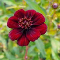 ツルムラサキ,チョコレートコスモス,キバナコスモス,コナギ,今日のお花の画像
