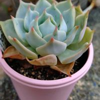 エケベリア,プラチナローズ,プラチナローズ,多肉植物,小さな花壇の画像