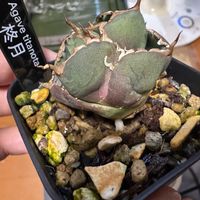 アガベ,アガベ　チタノタ　柊月,多肉植物の画像