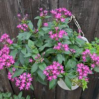 クフェア,トレニア,バーベナ,ペンタス,リコリスの画像