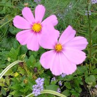 コキア,コスモス,ジャンボカボチャ,今日のお花,おぢやクラインガルテンふれあいの里の画像
