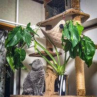 シンゴニウム,シンゴニウム ポドフィルム,シンゴニウム　ポドフィルム　アルボビランス,アロイド,アロイド系の画像