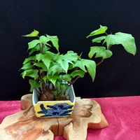 アボカド,サツマイモ,観葉植物,鉢植え,水耕栽培の画像