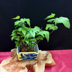 アボカド,サツマイモ,観葉植物,鉢植え,水耕栽培の画像
