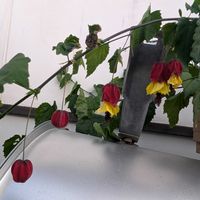 アブチロン (チロリアンランプ),アブチロン (チロリアンランプ),花壇,うちの庭,広い庭の画像