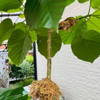 ウンベラータ,取り木の画像