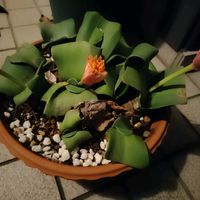 マユハケオモト,桃花マユハケオモト,ハエマンサス属の画像