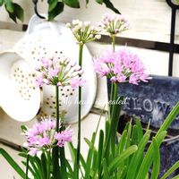 アリウム,可愛い,庭の花,癒し,庭の画像