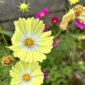 コスモス,コスモス,今日の花,今日のお花,種まき中毒の画像