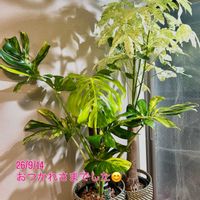 モンステラ,パキラ ミルキーウェイ,モンステラ デリシオーサ イエローマリリン,ワイルド,癒しの空間の画像
