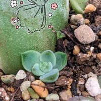 ナンバーワン,多肉植物,エケベリア属,毎月13日と14日は葉挿しの日,お散歩ちゃんスタンプの画像