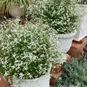 ユーフォルビア ダイアモンド スノー,ガーデニング,ナチュラルガーデン,白い花,植物のある暮らしの画像