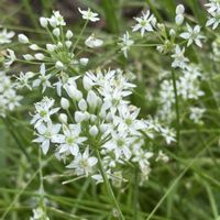 ゴーヤ,ニラの花,ニラの花,空芯菜,サツマイモの画像