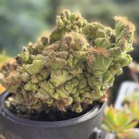 サボテン,多肉植物,みどりのある暮らし,おうち時間,テラスの画像