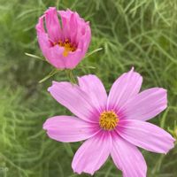 アンゲロニア,コスモス,ニチニチソウ,フロックス,ベゴニアの画像